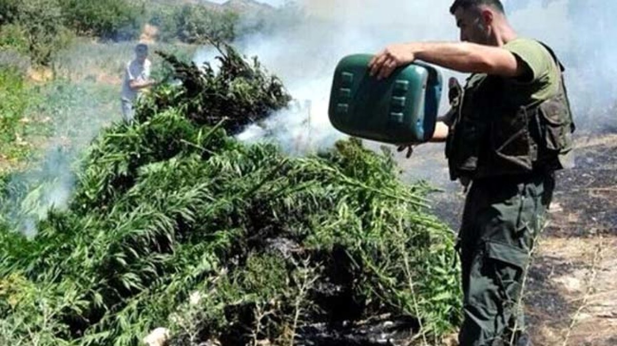 PKK’nın ekonomisine ağır darbe! Uyuşturucu tarlaları imha edildi