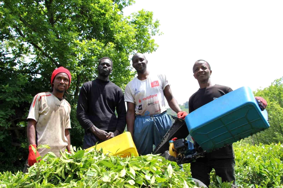 Röportaj başlarını yaktı! Çay toplayan Afrikalı işçiler sınır dışı edilecek