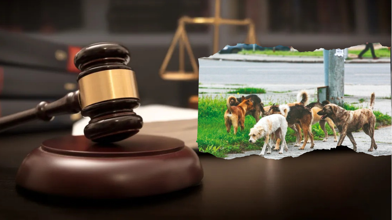 Mahkemeden ‘Başıboş köpek’ kararı: Belediyeyi tazminata hükmetti!