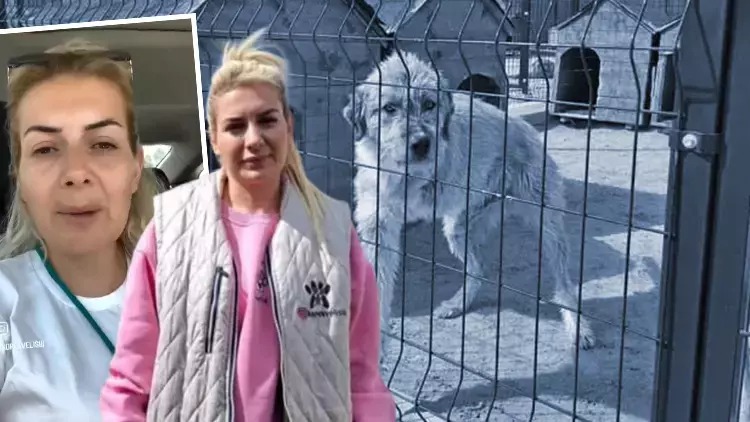 Kuduz köpekleri Ankara’ya getiren kadın tutuklandı!