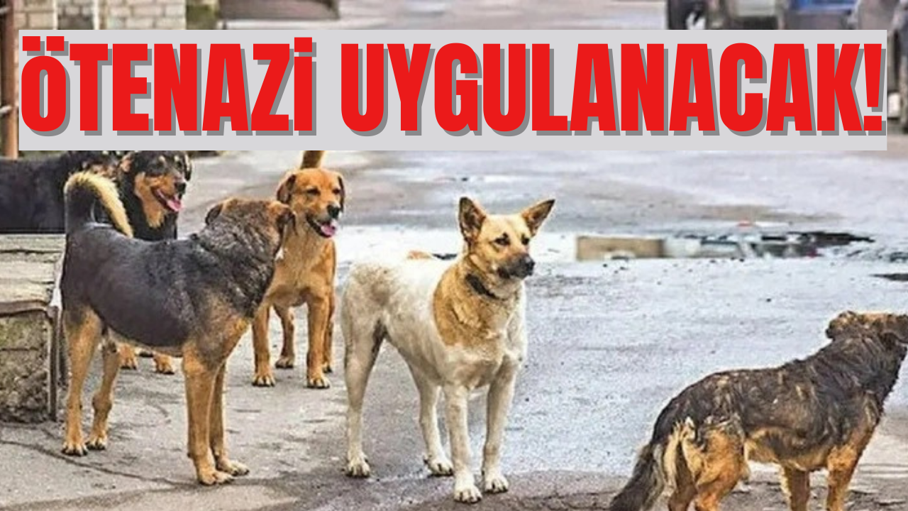 Sokak köpekleri düzenlemesi Meclis’te! AK Parti’den ÖTENAZİ kararı…