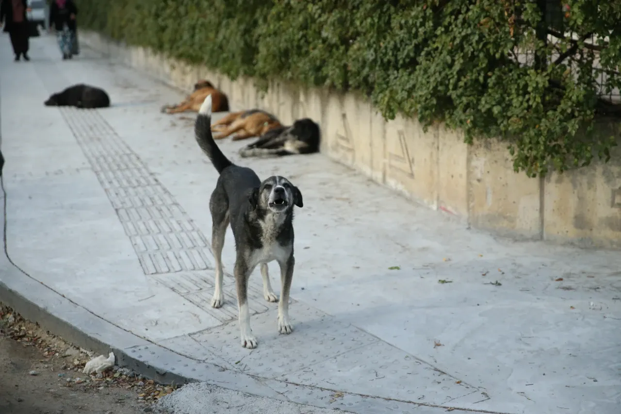 Sokak köpeği dehşeti! Bacağını parçaladı!