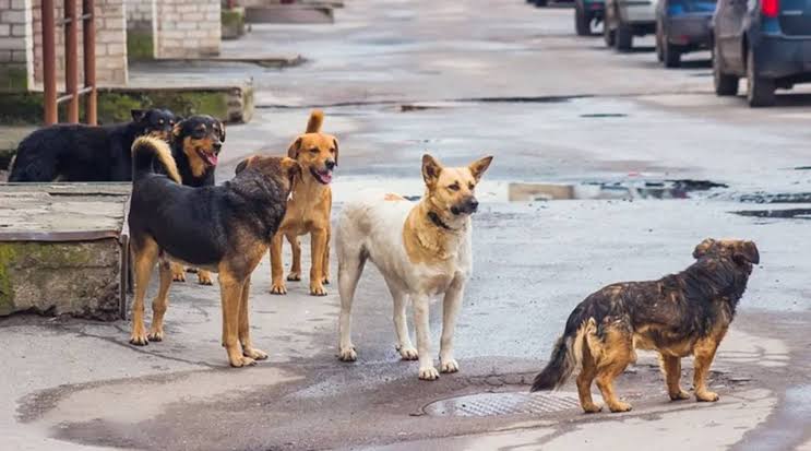 Sokak köpeklerinin toplatılması için son uyarı: Bakanlık ceza yağdıracak